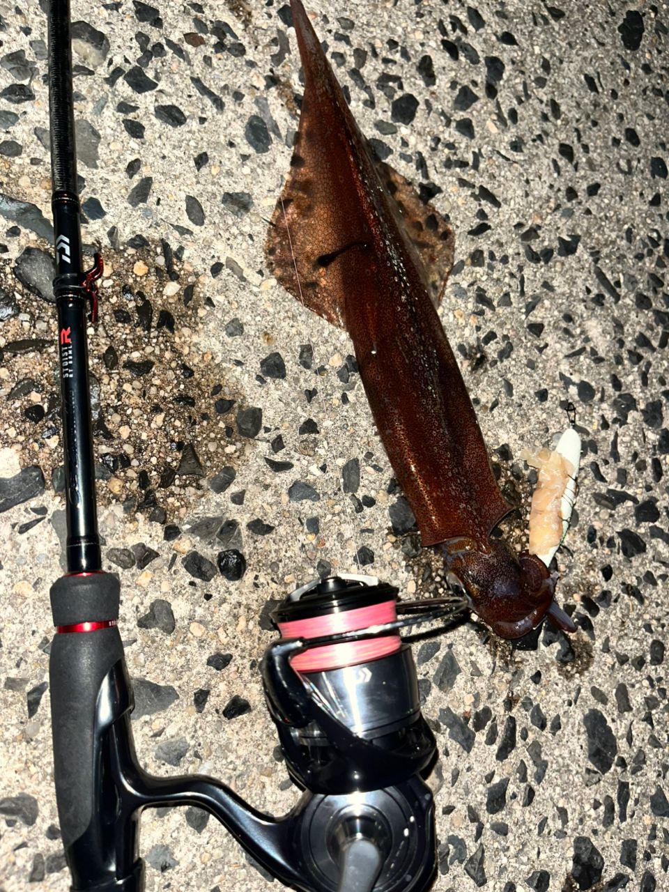 DAIWA 21エメラルダス ストイスト RT 88MLの最安値・インプレ・釣果