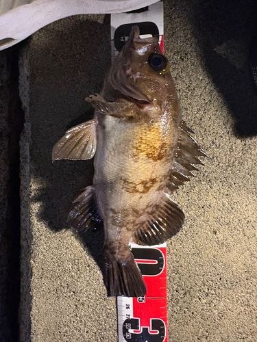 メバルの釣果