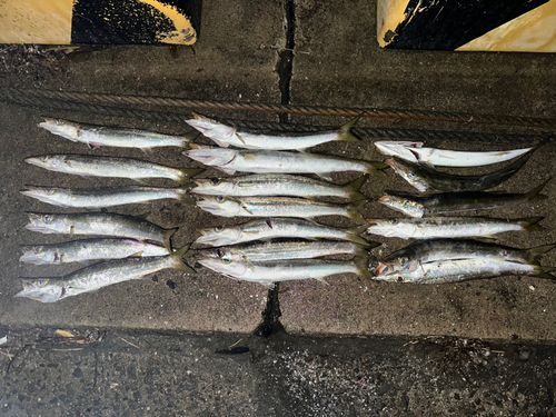 カマスの釣果