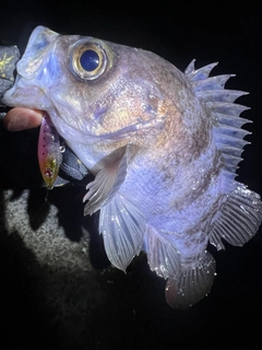 シロメバルの釣果