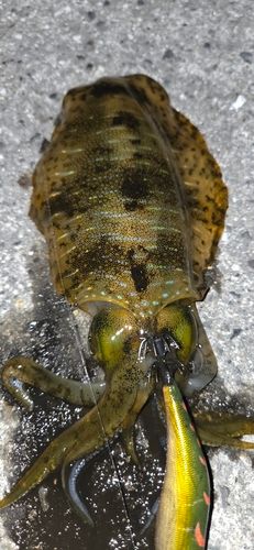 アオリイカの釣果