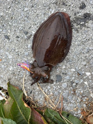 コウイカの釣果