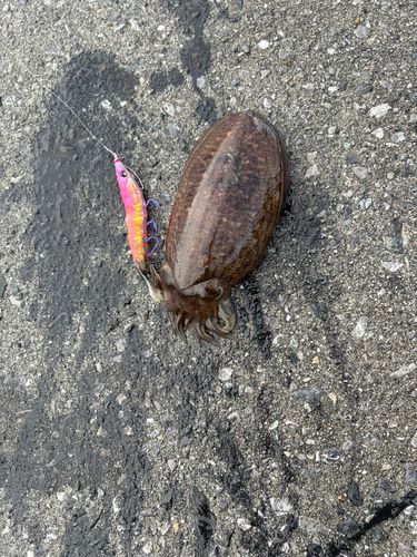 コウイカの釣果