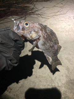 クロソイの釣果