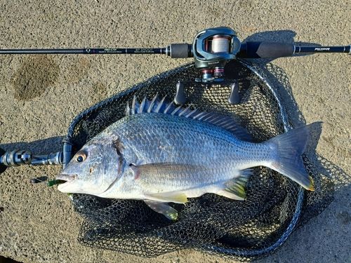 キビレの釣果