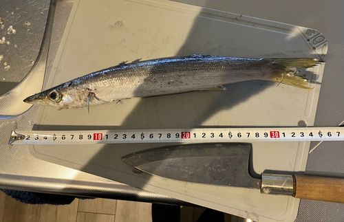 アカカマスの釣果