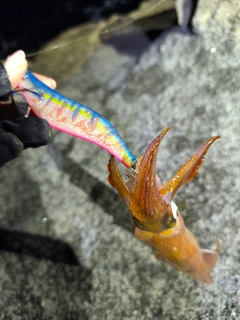 ヤリイカの釣果