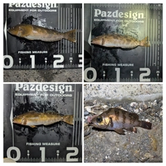 アイナメの釣果