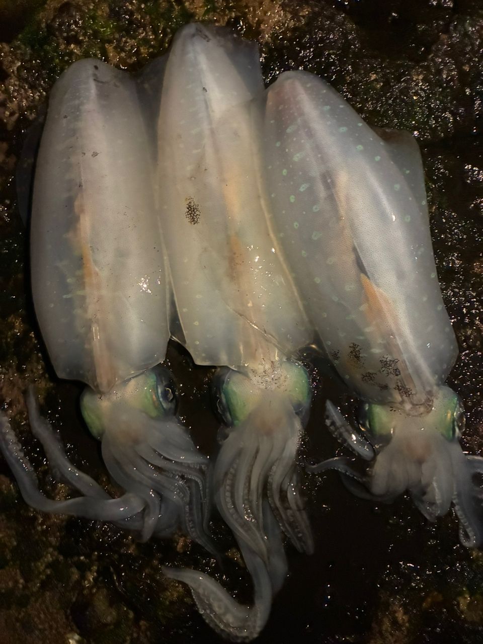 DAIWA 21エメラルダス ストイスト RT 76MMHの最安値・インプレ・釣果