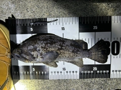 クロソイの釣果