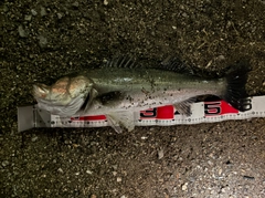 シーバスの釣果