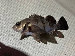 メバルの釣果