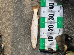 アメマスの釣果