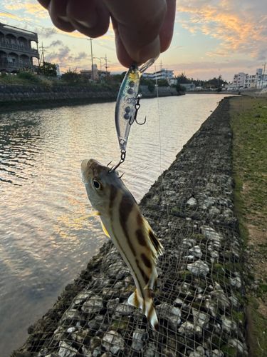 コトヒキの釣果