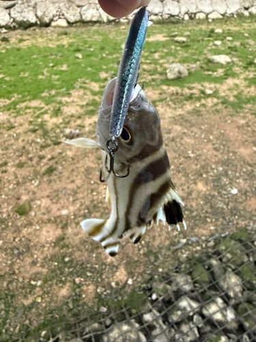 コトヒキの釣果