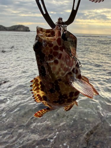 ミナミクロダイの釣果・釣り情報まとめ【2026年最新】 - アングラーズ