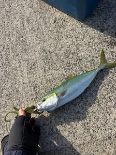 ツバスの釣果