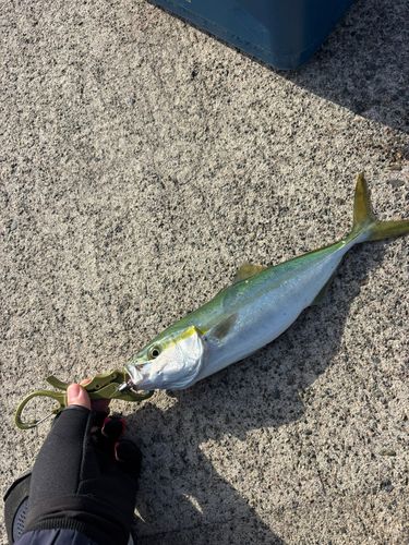 ツバスの釣果