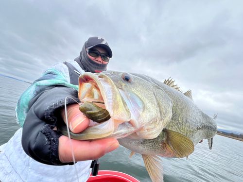物部川で釣れたブラックバスの釣り・釣果情報 - アングラーズ | 釣果