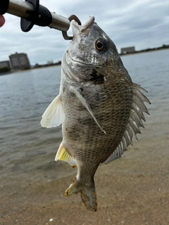 キビレの釣果