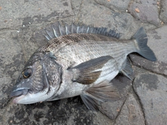 クロダイの釣果