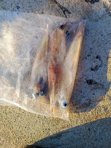 ササイカの釣果