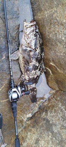 ベッコウゾイの釣果