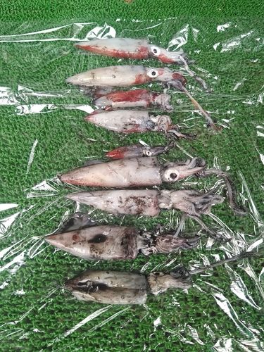 ジンドウイカの釣果