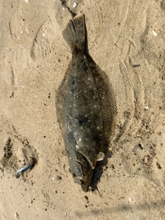 ヒラメの釣果