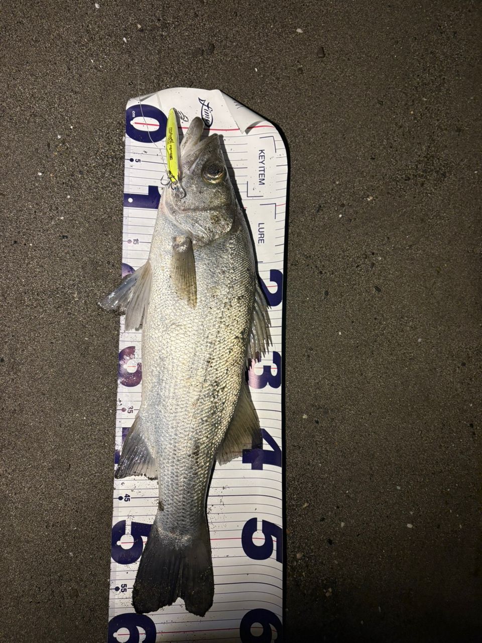 DAIWA 21オーバーゼア グランデ（サーフモデル） 103MHの最安値