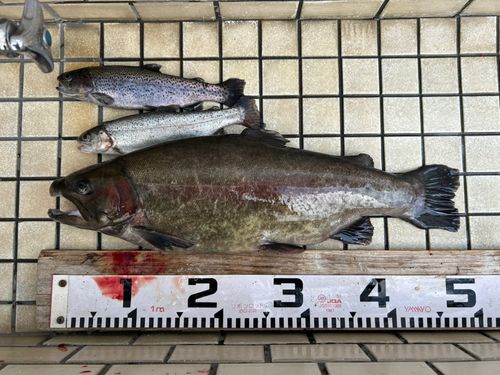 ニジマスの釣果