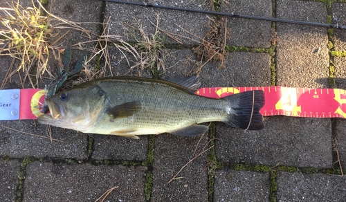 ラージマウスバスの釣果