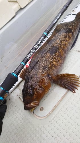 アイナメの釣果