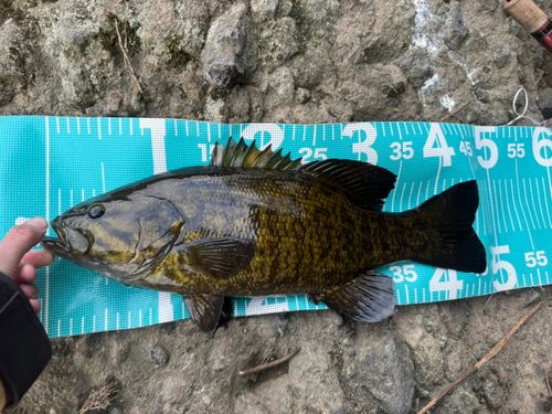 那珂川（茨城〜栃木）で釣れたブラックバスの釣り・釣果情報