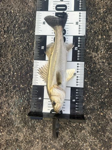 スズキの釣果