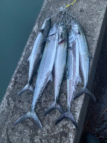 ブルーブルー(BlueBlue) ブローウィン140J(ブローウィン140J