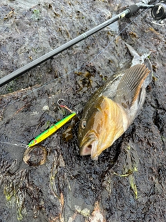 アイナメの釣果