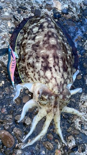 コウイカの釣果
