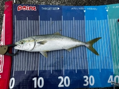 ツバスの釣果