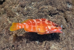 アカハタの釣果