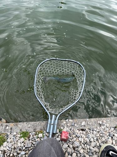 トラウトの釣果