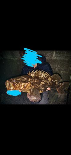 ベッコウゾイの釣果