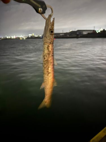 カマスの釣果