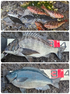クロダイの釣果