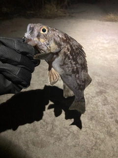 クロソイの釣果