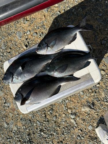 クチブトグレの釣果