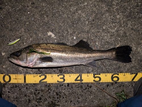 スズキの釣果