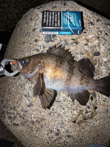 メバルの釣果