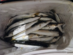 アカカマスの釣果