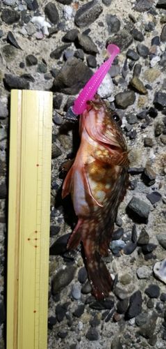 ガシラの釣果